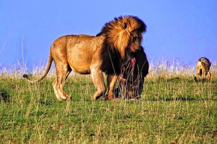 3-Day Samburu Private Safari: Oryx, Grevy's Zebra & River Game Drives photo 2