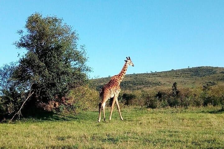 3-Day Samburu Private Safari: Oryx, Grevy's Zebra & River Game Drives photo 3