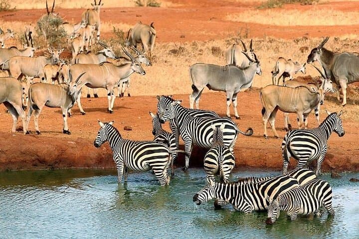 3-Day Samburu Private Safari: Oryx, Grevy's Zebra & River Game Drives photo 4