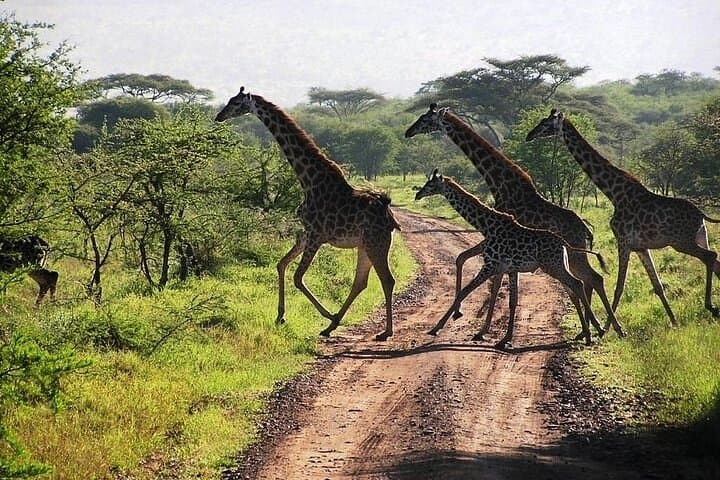 3-Day Samburu Private Safari: Oryx, Grevy's Zebra & River Game Drives photo 5