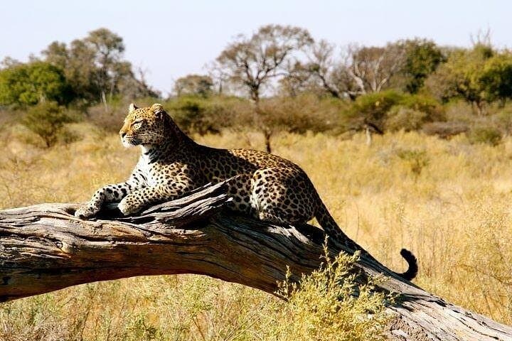 3-Day Samburu Private Safari: Oryx, Grevy's Zebra & River Game Drives photo 6