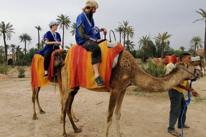 Camel Riding in the Marrakech Palmeraie: A 2.5-Hour Oasis Ride & Village Tea Experience