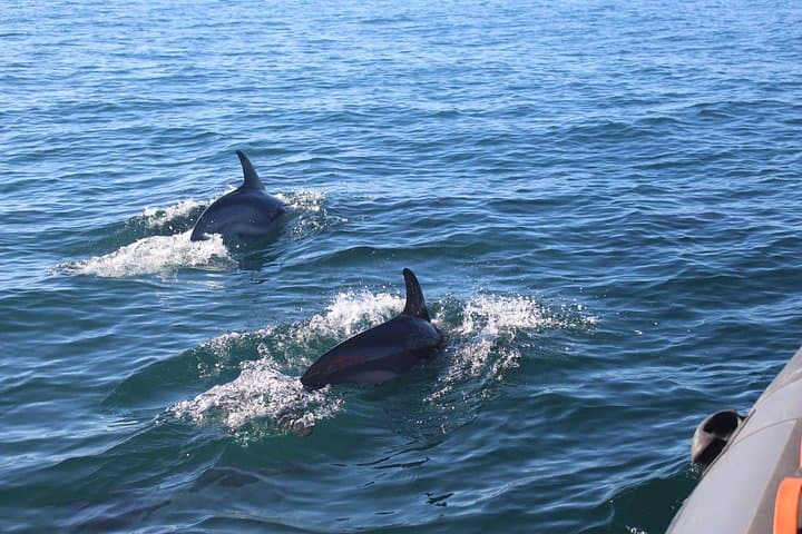 Dolphin Watching and Ilha Deserta + Ilha do Farol Day Tour from Faro photo 5