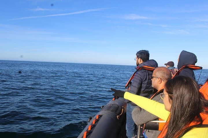 Dolphin Watching from Faro: Ria Formosa Boat Tour photo 3
