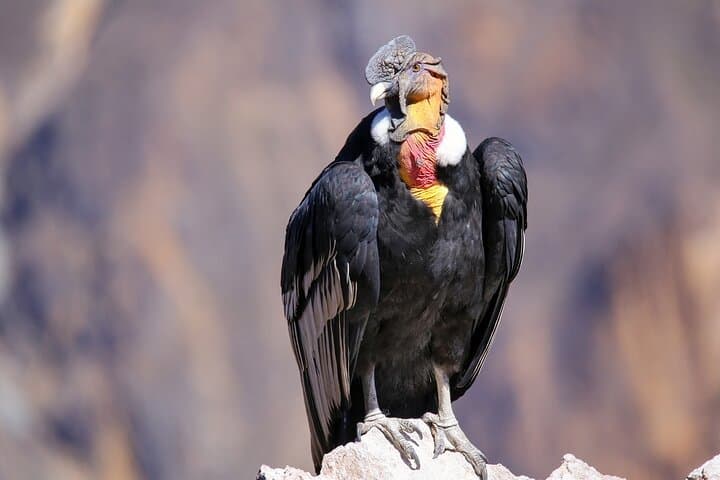 Chonta Condor Viewpoint: Full-Day Condor Watching & Andean Views from Cusco photo 6