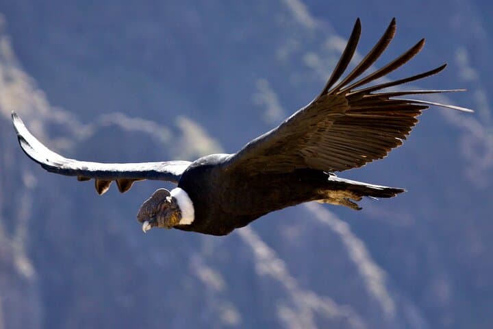 Chonta Condor Viewpoint: Full-Day Condor Watching & Andean Views from Cusco
