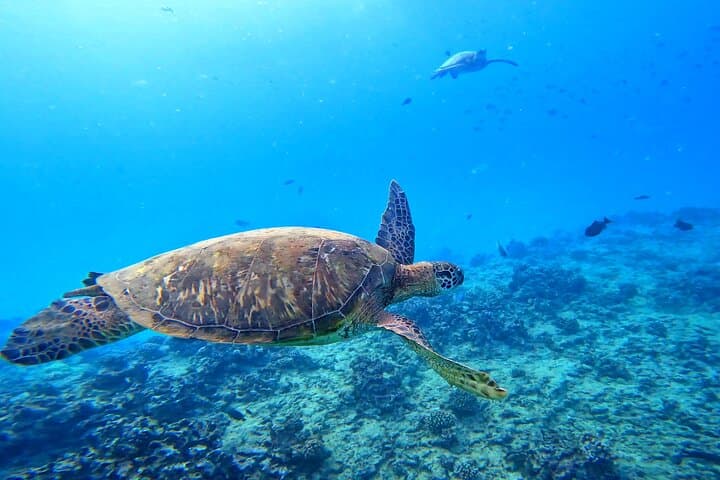 Deluxe Turtle Snorkel Catamaran in Waikiki — Snorkel, SUP & Sea Scooters