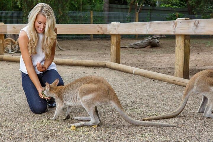 Full-Day Blue Mountains Tour: Scenic World, Three Sisters & Wildlife from Sydney photo 2