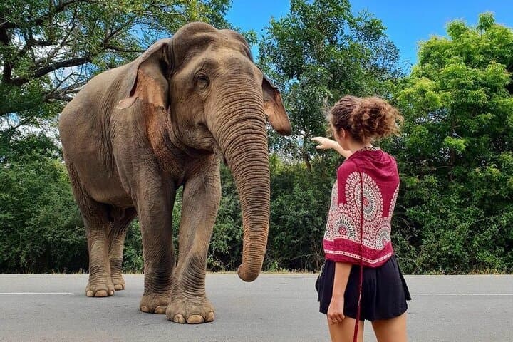 7-Day Private Guided Tour Around Sri Lanka: Kandy, Tea Country, Yala & Mirissa photo 1
