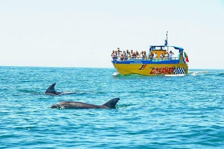 Dolphin Watching in Muscat: 2-Hour Boat Tour on the Arabian Sea photo 3