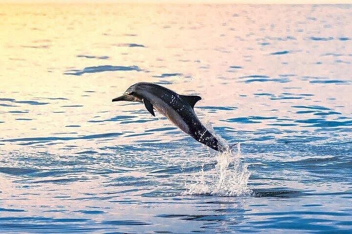 Dolphin Watching in Muscat: 2-Hour Boat Tour on the Arabian Sea photo 4