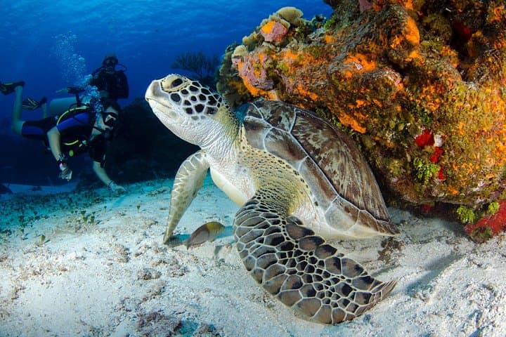 Discover Scuba Diving at Sunset Beach, Dubai — Intro Shore Dive Experience photo 4