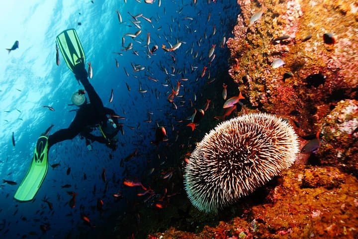 Discover Scuba Diving at Sunset Beach, Dubai — Intro Shore Dive Experience photo 5
