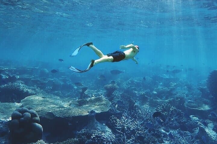 Muscat Snorkeling and Dolphin Watching: 3-Hour Marine Adventure photo 3
