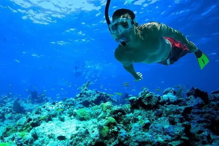 Muscat Snorkeling and Dolphin Watching: 3-Hour Marine Adventure photo 6