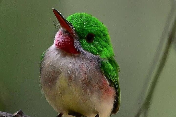 Sierra de Bahoruco Birdwatching: Guided Tour for Endemic and Migratory Species photo 3