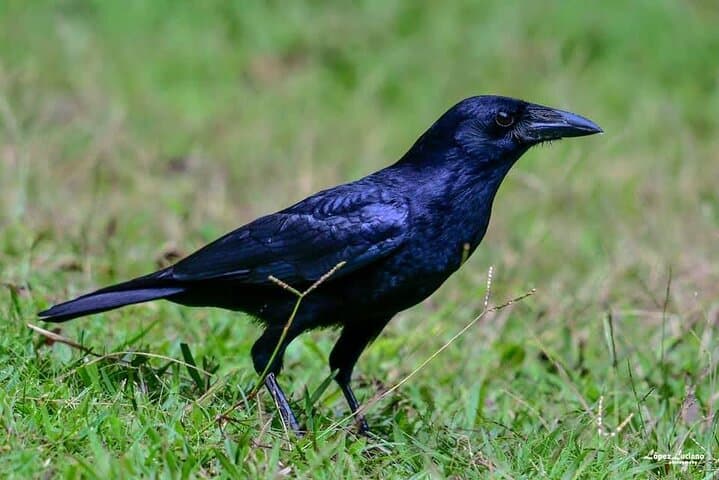 Sierra de Bahoruco Birdwatching: Guided Tour for Endemic and Migratory Species photo 5
