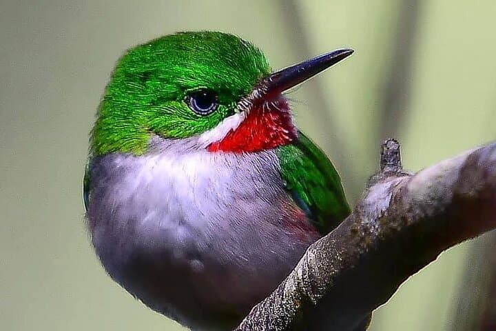 Sierra de Bahoruco Birdwatching: Guided Tour for Endemic and Migratory Species photo 6