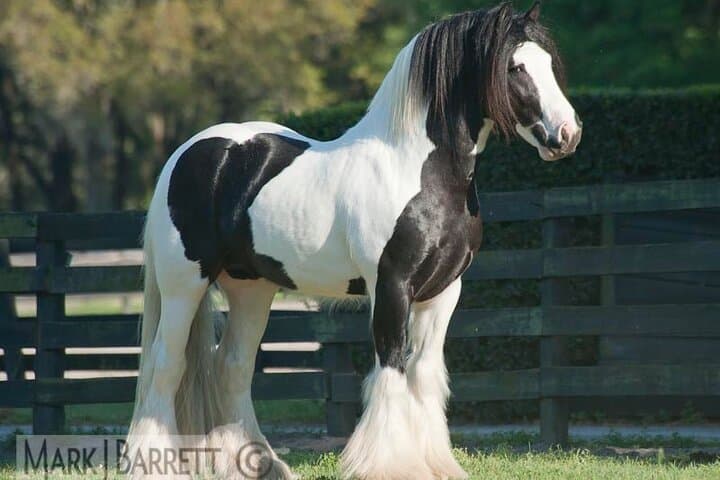 Gypsy Gold Horse Farm Walking Tour — See North America’s Gypsy Vanners in Ocala photo 2