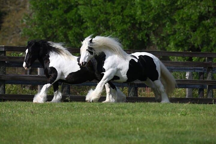 Gypsy Gold Horse Farm Walking Tour — See North America’s Gypsy Vanners in Ocala photo 6