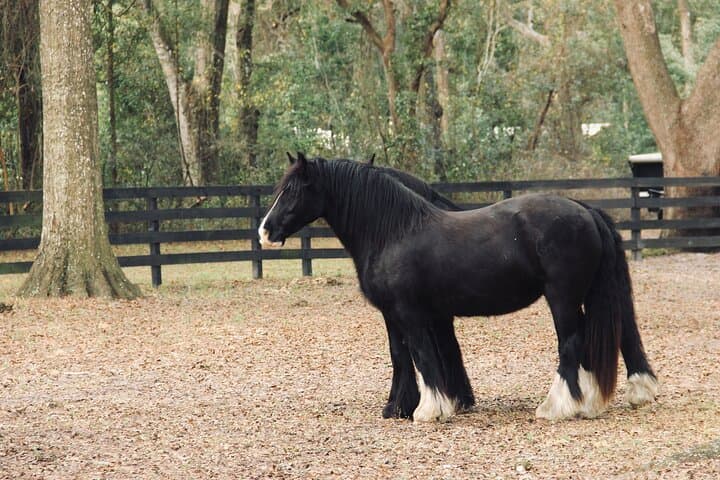 Gypsy Gold Horse Farm Walking Tour — See North America’s Gypsy Vanners in Ocala photo 5