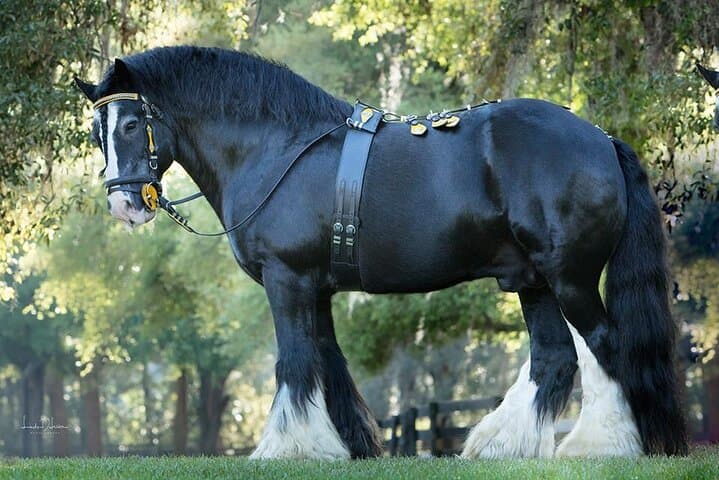 Gypsy Gold Horse Farm Walking Tour — See North America’s Gypsy Vanners in Ocala