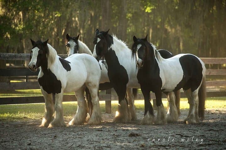 Gypsy Gold Horse Farm Walking Tour — See North America’s Gypsy Vanners in Ocala photo 4