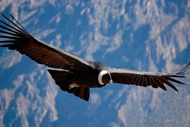 Full-Day Colca Canyon Tour from Arequipa: Condors, Terraces & Hot Springs photo 2
