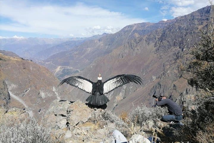 Full-Day Colca Canyon Tour from Arequipa: Condors, Terraces & Hot Springs photo 4
