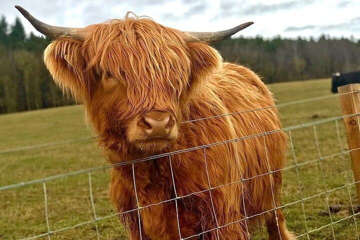 Highland Cows & Alpaca Walks: Scottish Wildlife Centre Tour to the Kelpies photo 5