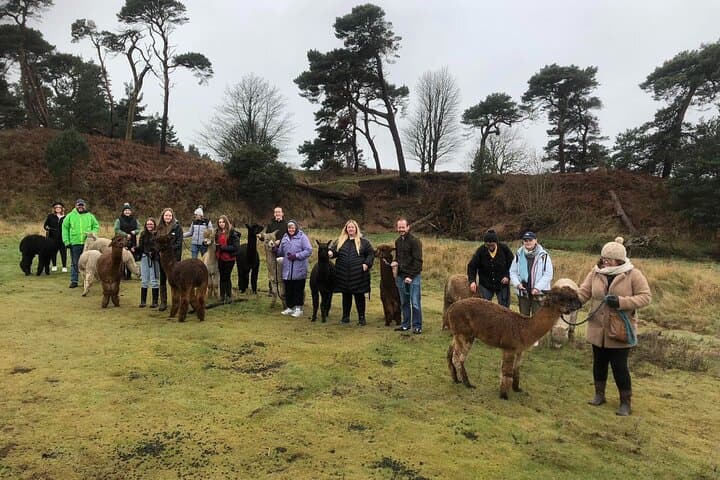 Highland Cows & Alpaca Walks: Scottish Wildlife Centre Tour to the Kelpies photo 2