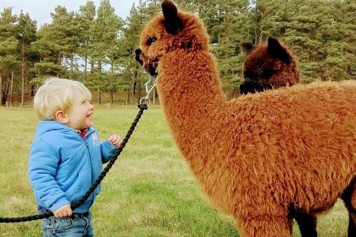 Highland Cows & Alpaca Walks: Scottish Wildlife Centre Tour to the Kelpies