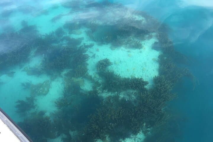 Bermuda Glass Bottom Boat Cruise: Explore Coral Reefs and the HMS Vixen photo 4