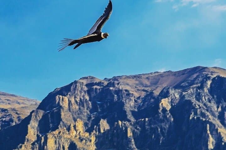 Colca Canyon 2-Day Tour: Cruz del Condor, Thermal Baths & Andean Culture