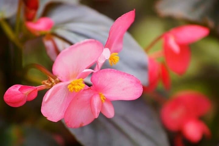 Guangzhou South China Botanical Garden Private Day Tour — Plants, Paths & Practical Tips photo 5