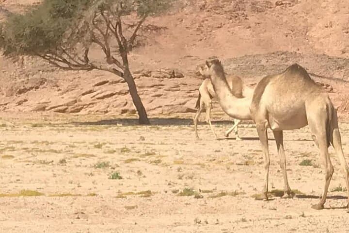 Marsa Alam Jeep Super Safari & Bedouin Sunset Dinner — 4x4 Dunes, Camel Ride & BBQ photo 4