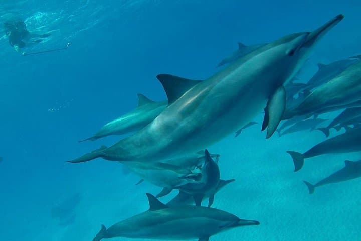 Sataya Dolphin House: Full-Day Snorkeling with Spinner Dolphins from Marsa Alam photo 5