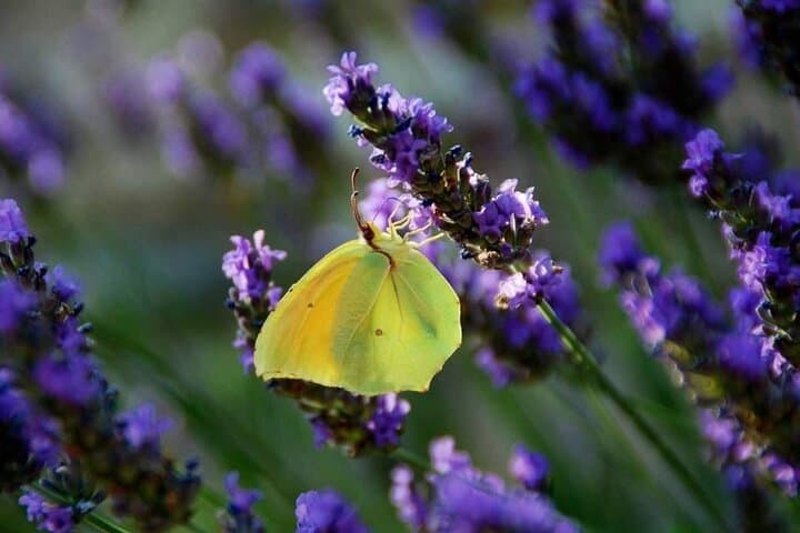 Lavender & Limestone: Full-Day Private Tour to Valensole Plateau and Gorges du Verdon photo 2