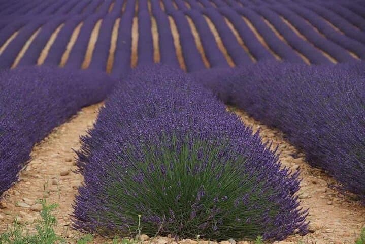Lavender & Limestone: Full-Day Private Tour to Valensole Plateau and Gorges du Verdon photo 5