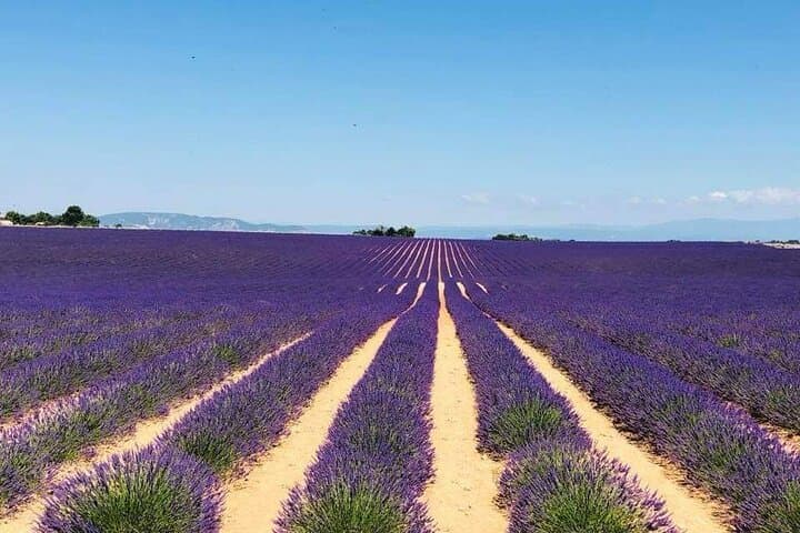 Lavender & Limestone: Full-Day Private Tour to Valensole Plateau and Gorges du Verdon photo 6