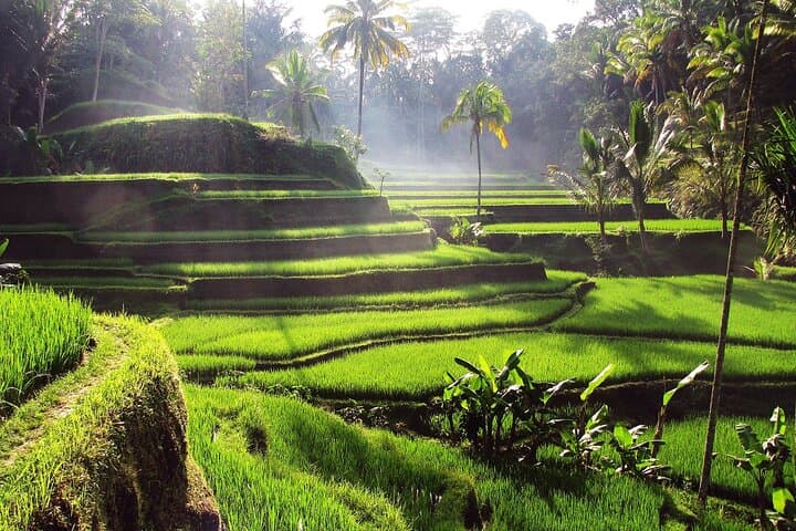 Ubud Full-Day Private Tour: Monkey Forest, Rice Terraces & Sacred Temples photo 6