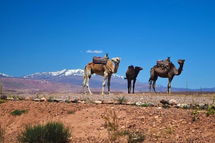 Ourika Valley Day Trip from Marrakesh: Waterfalls, Berber Villages & Atlas Views photo 4