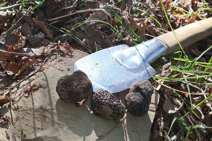 istria-truffle-hunt-and-wine-tasting-slovenia photo 5