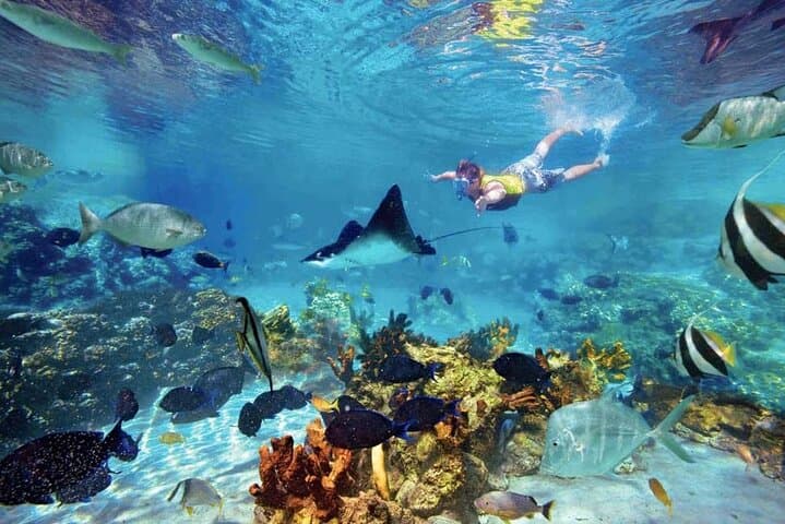 Private Riviera Maya Snorkel Tour: Cenotes, Turtles & Underwater Caves photo 3
