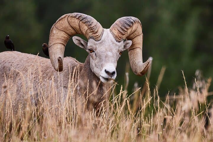 Half-Day Grand Teton Scenic and Wildlife Tour from Jackson Hole photo 3