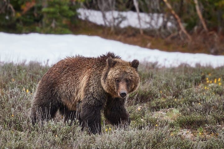Private Yellowstone Lower Loop Tour — Old Faithful, Grand Prismatic & Canyon in One Day photo 4