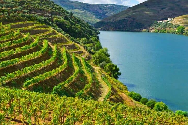 Private Peljesac Peninsula Wine Tour from Split — Ston Oysters & Family Cellars photo 4