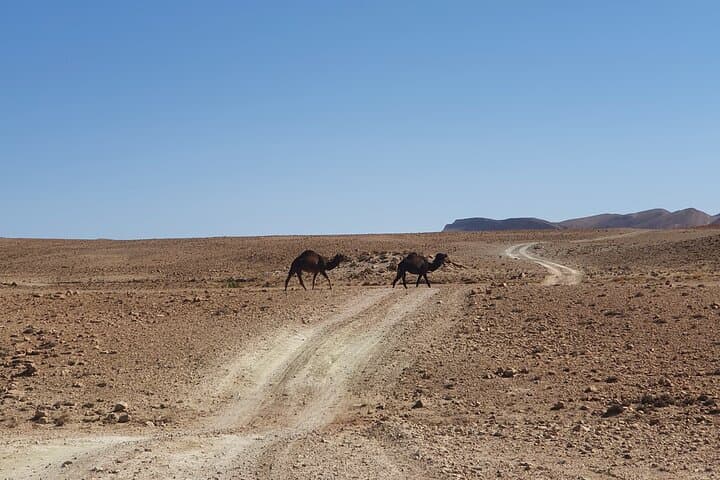 7-Day Marrakech to Sahara: Natural Wonders, Dunes & Atlas Valleys photo 2