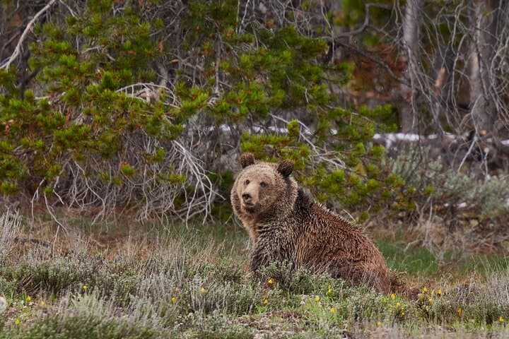 Two-Day Yellowstone Upper and Lower Loop: Geysers, Wildlife & Hot Springs photo 3