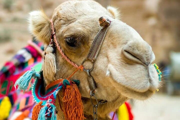 Cappadocia Camel Ride: Sunrise, Sunset & Daytime Tours